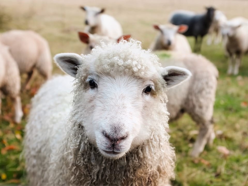 Antibiotic Resistance Countryfile Blog - Sheep