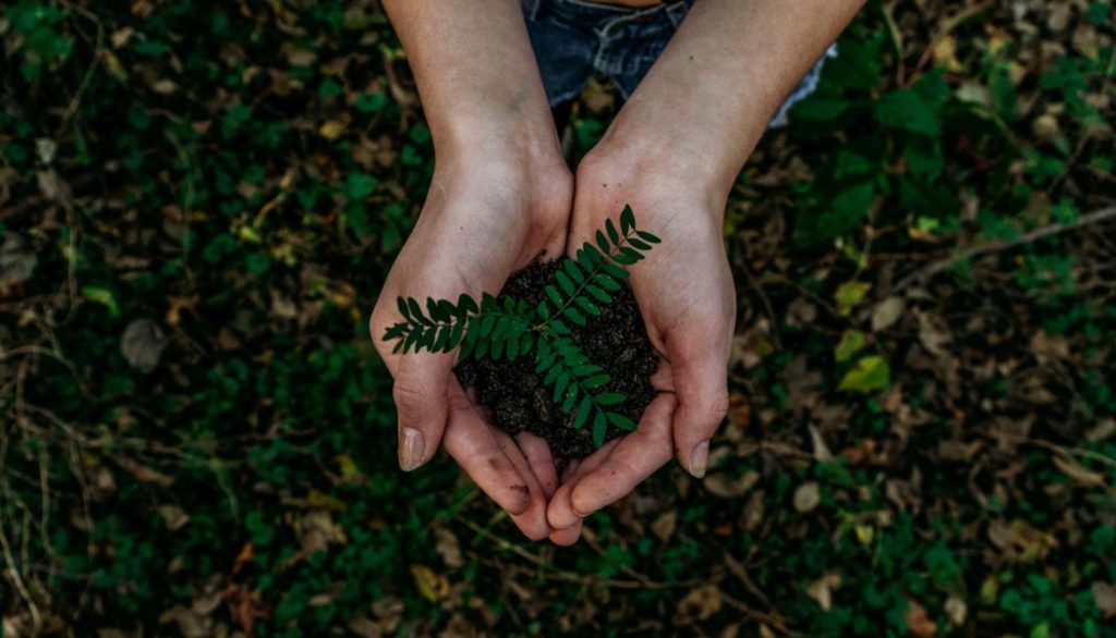 Hands holding plant for eco-benign® blog